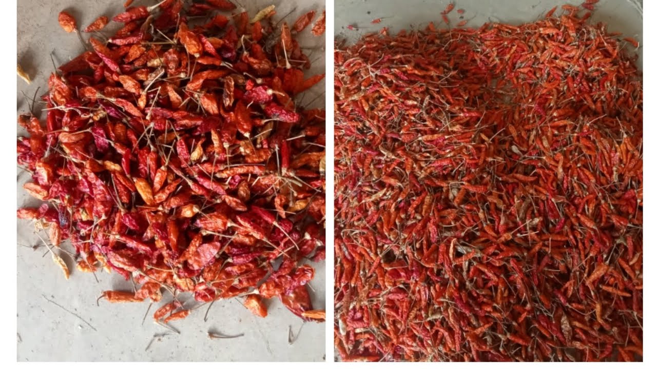 Birdeye chili 🌶️🔥 Number:8638741746 coll me please subscribe my YouTube channel 🙏🏻