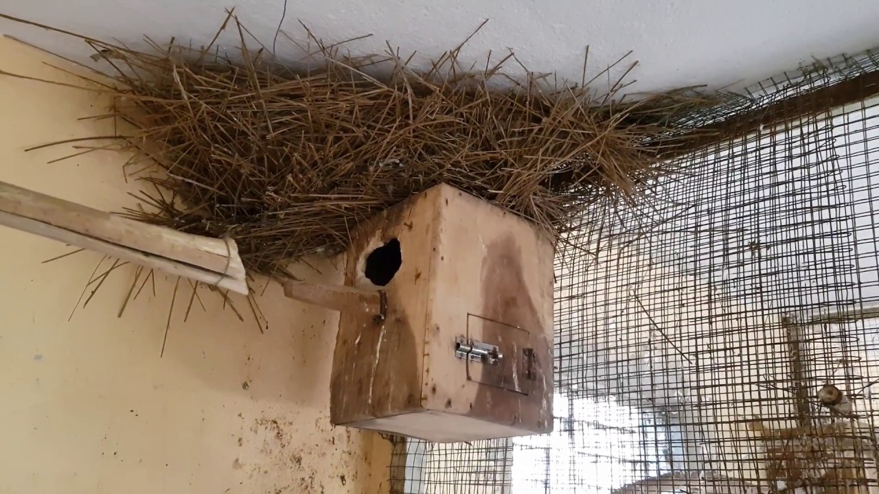 HOW TO SETUP BIRD BREEDING FARM - FULL INSTRUCTION