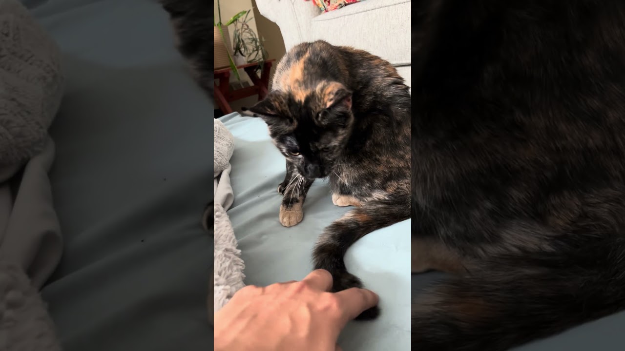 Йоки, прекрасная кошечка #видеоскошью #домашнеевидео #вирусноевидео #кошачьи