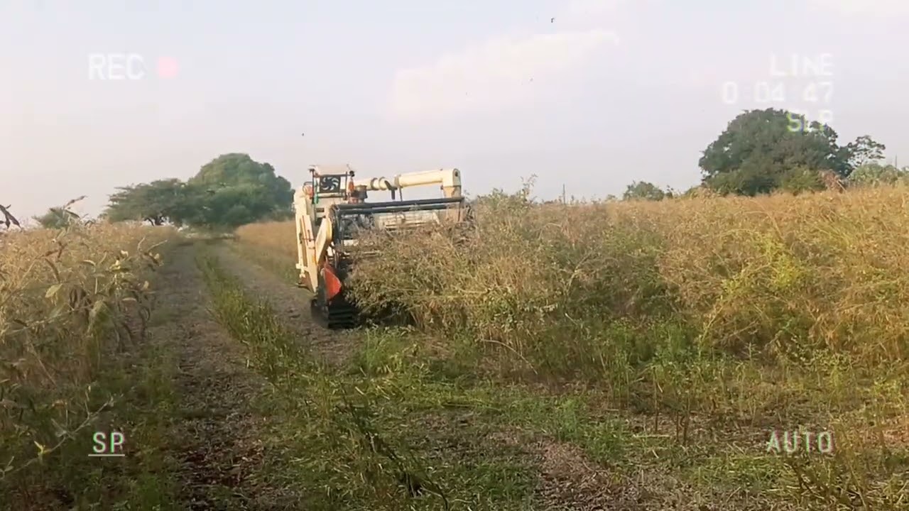 Fieldking multicrop harvester cutting Tur in Maharashtra@fieldkingfarmequipment