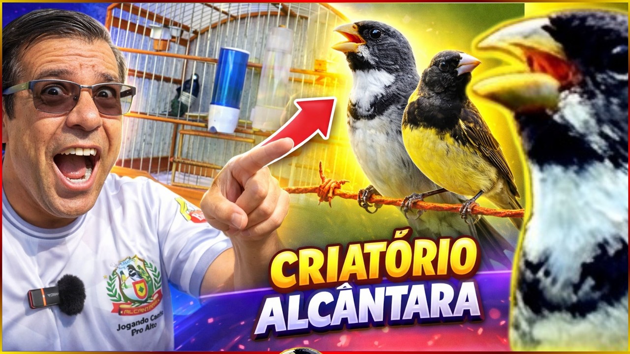 ENTRAMOS no Criatório Alcântara! Devani mostra seus COLEIRINHAS CAMPEÕES! Por dentro do Criatório