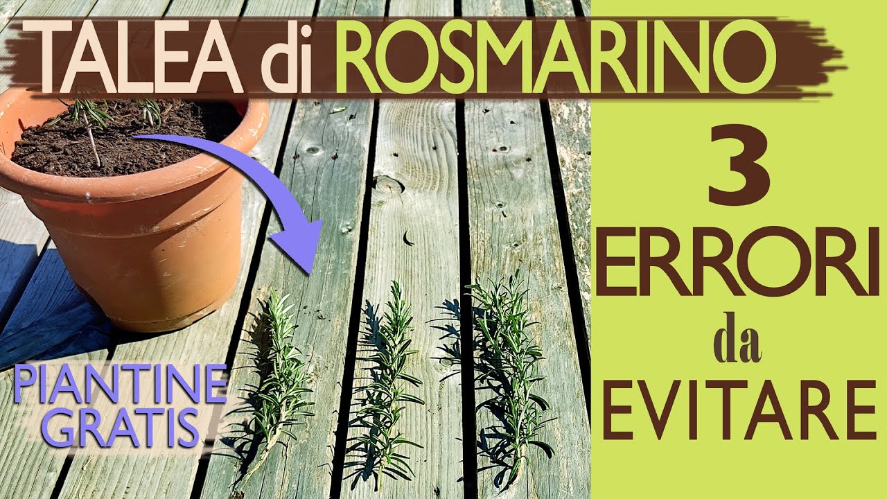 TALEA DI ROSMARINO | 3 ERRORI da EVITARE