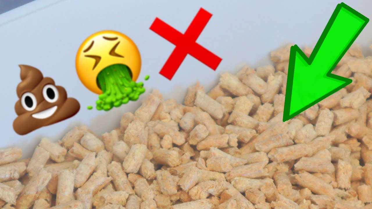 How To Keep Litter Box From Smelling