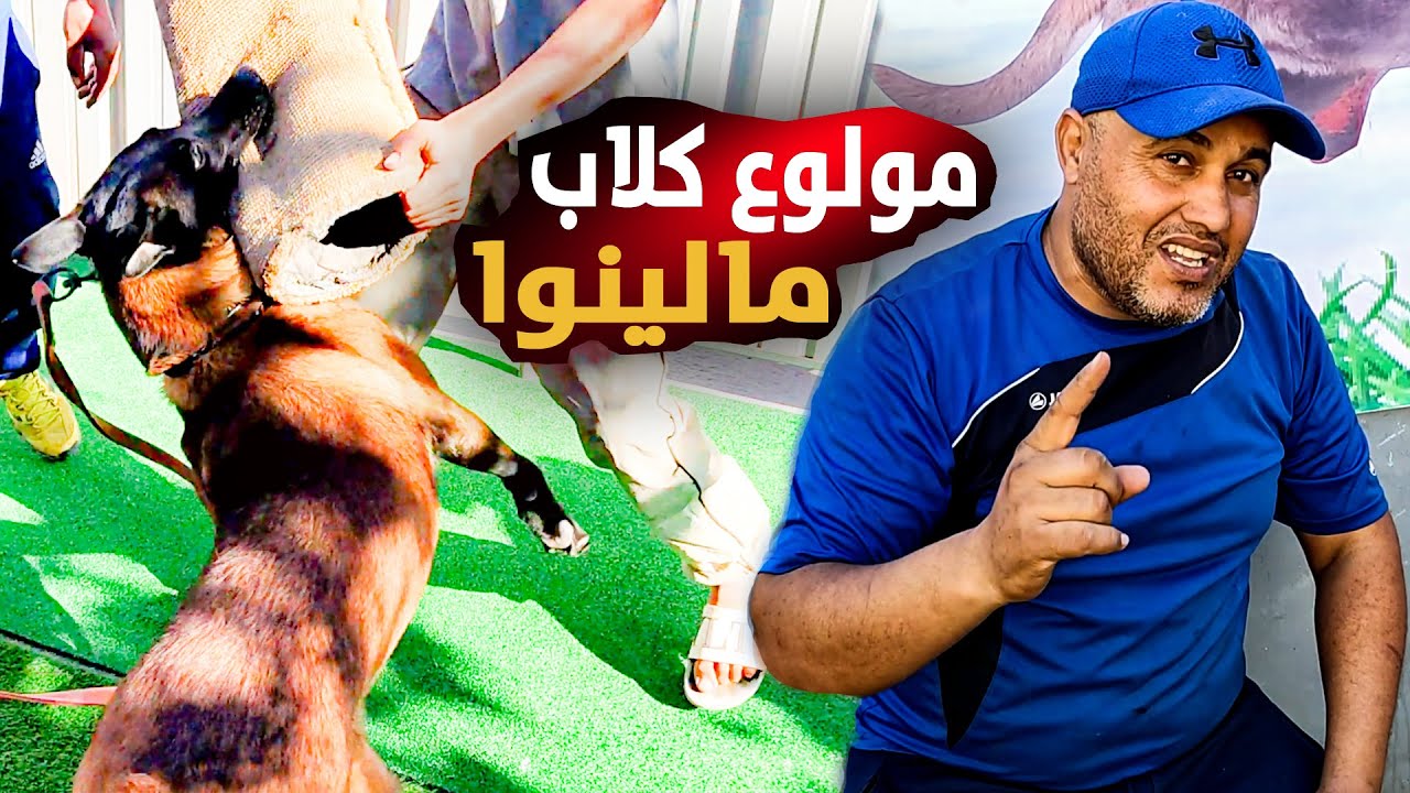 أحسن كلاب مالينوا ( Cayzar ) عند مولوع عمر دريوش