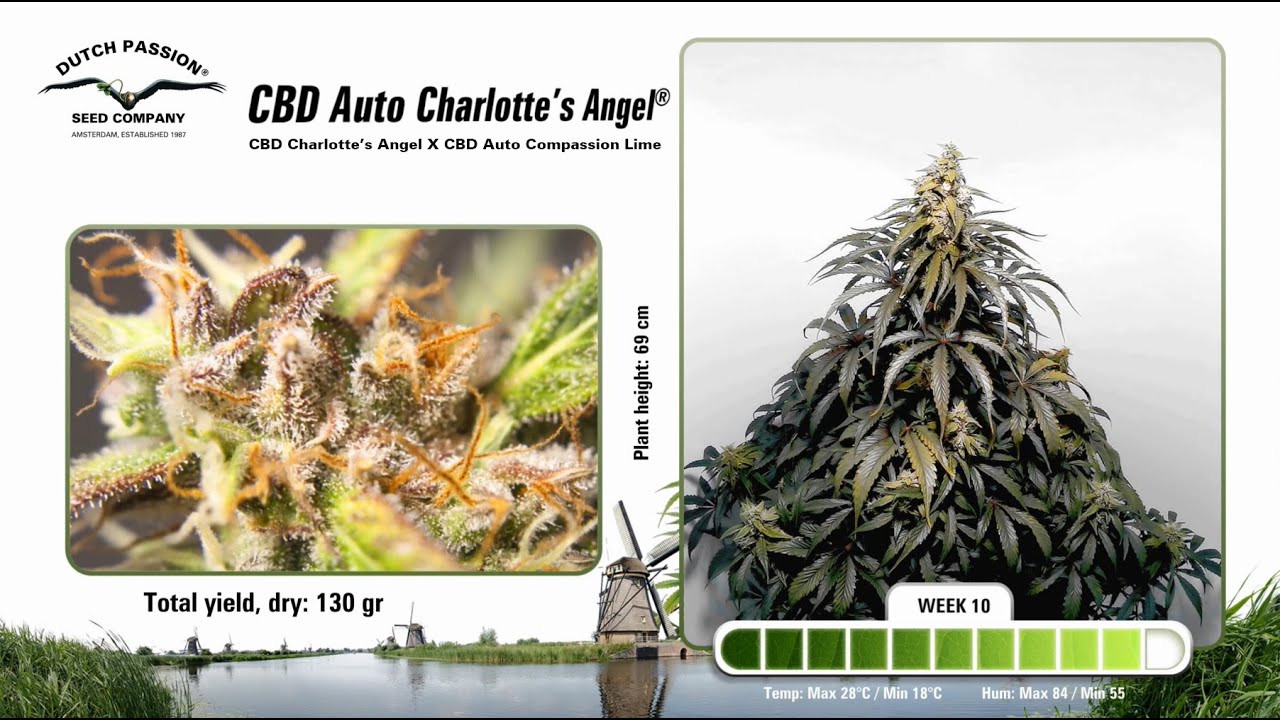 CBD Auto Charlotte's Angel - Timelapse of Growing Cannabis