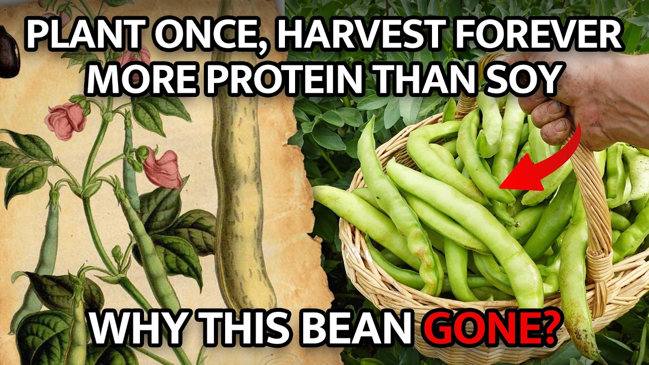 Plant Once, Harvest Forever. More Protein Than Soy. Why this Bean Gone.