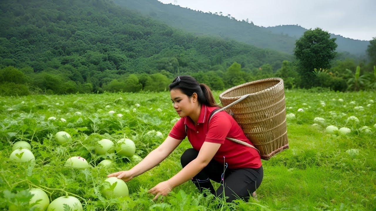 Harvesting green beans and melons for the market – Boyfriend has an accident in the forest