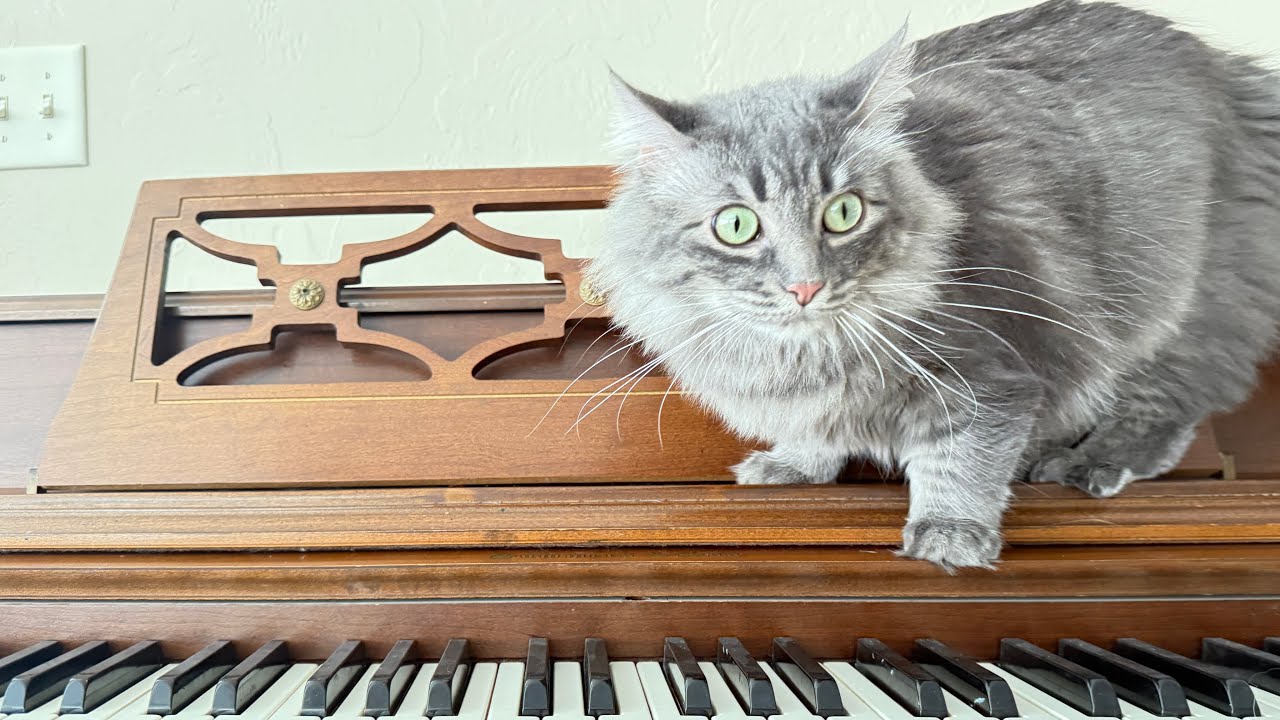 Cats Playing & Classical Music (1 Hour)