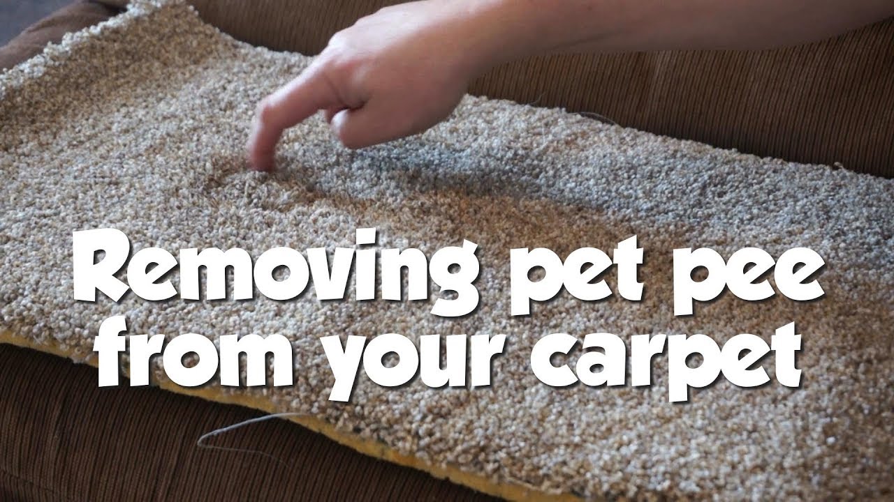 Thorough explaination of How to remove really bad pet urine odor | STAIN FU