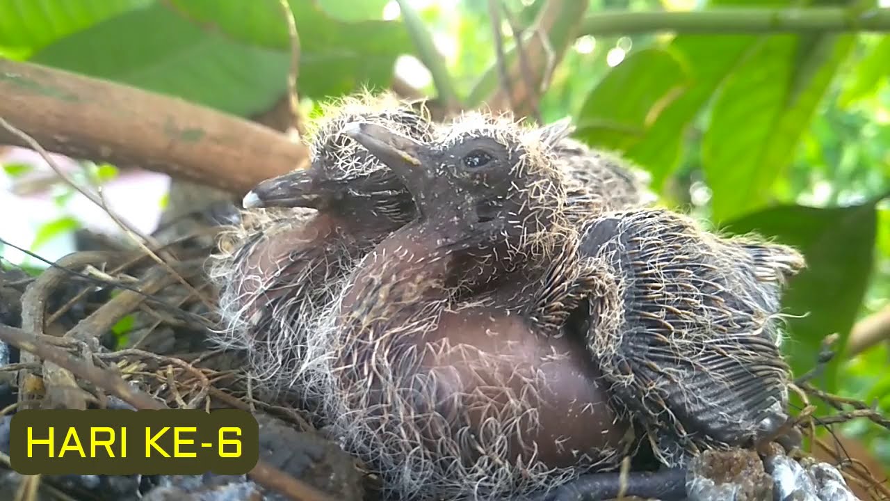 Горлицы начинают летать из яиц