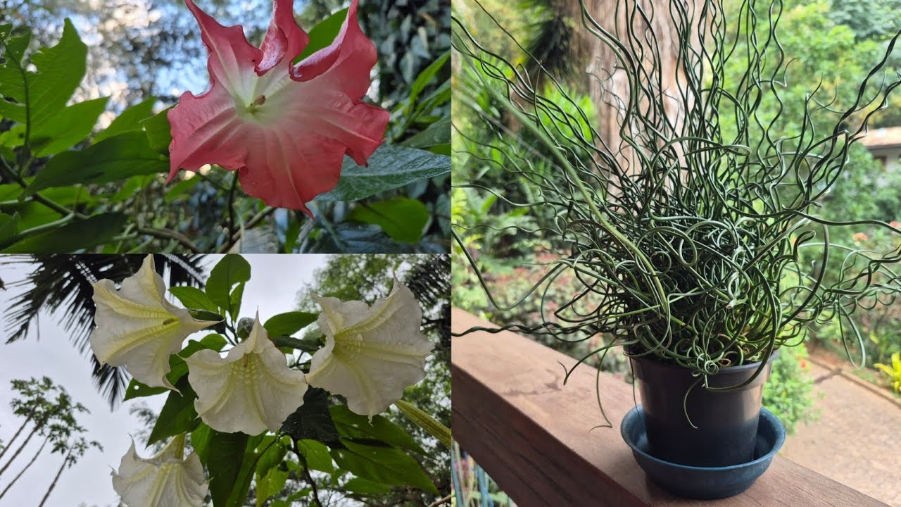 UM PASSEIO PELO ENCANTADOR JARDIM DAS FLORES E DESCOBRINDO UMA  PLANTA EXÓTICA PARA MEU CULTIVO 🌺🪻⚘️