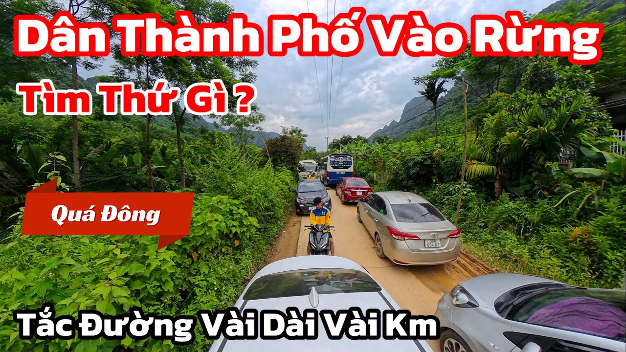 Kì Lạ Dân Thành Phố Đổ Bộ Lên Rừng Quá Nhiều Khiến Giao Thông Trên Rừng Tắc Nghẽn Chưa Từng Thấy