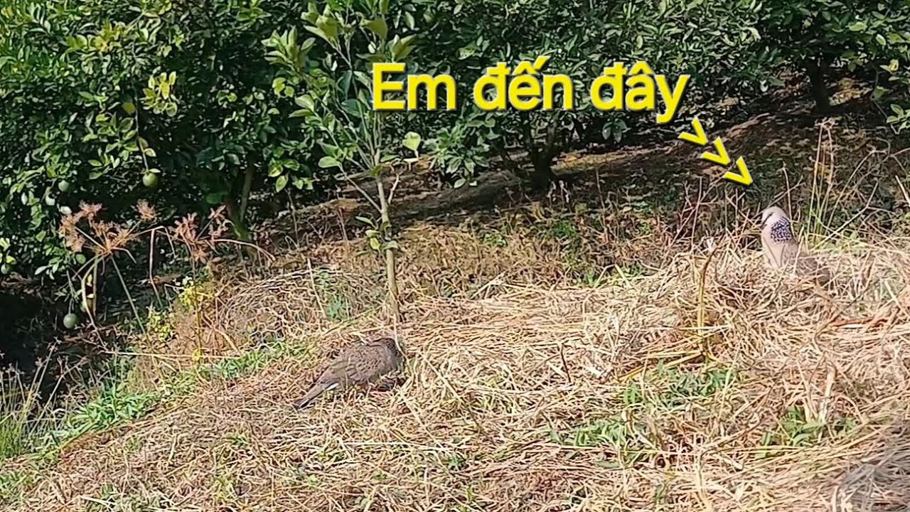 Bổi Vườn Cam .14/01/2026 