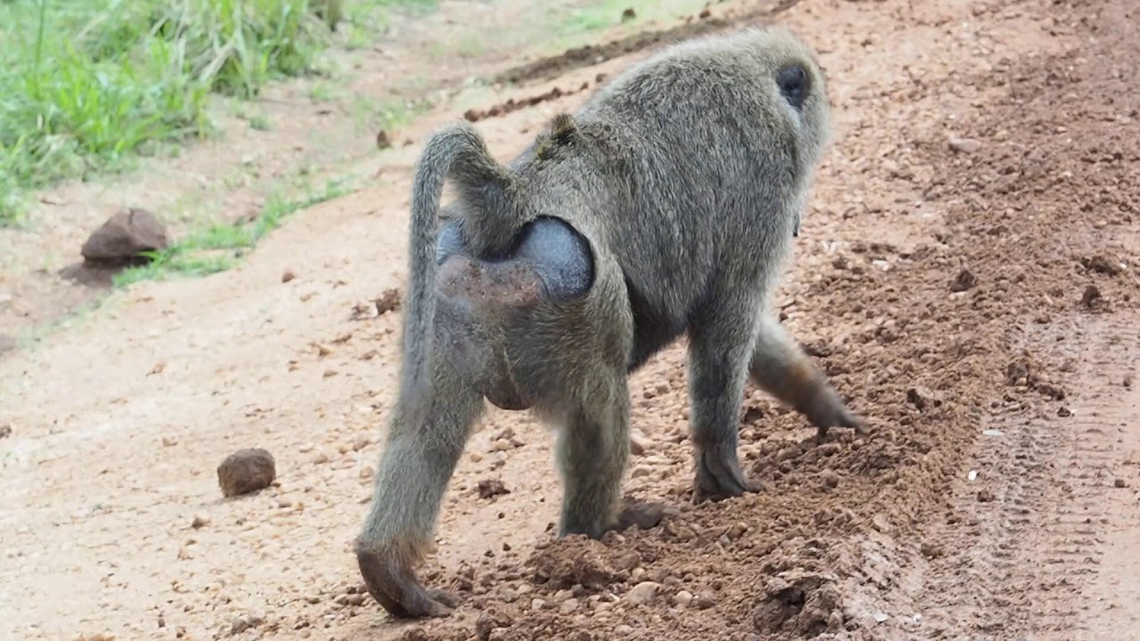 Baboon in Uganda