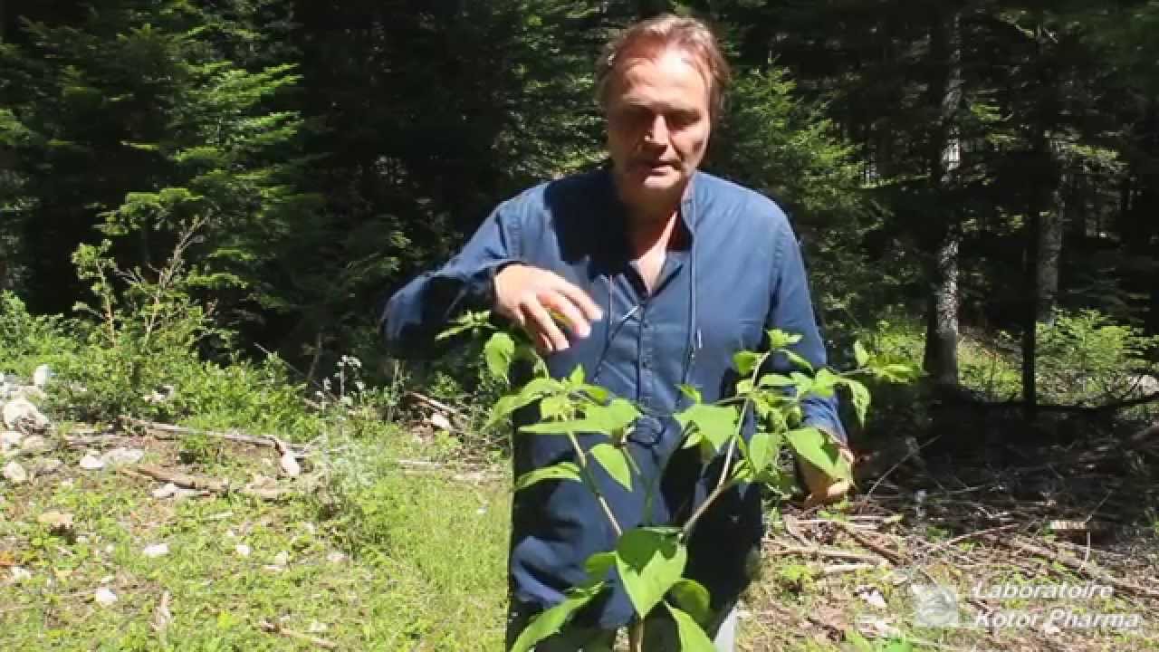 Plante m&eacute;dicinale : Belladone (Atropa belladonna)