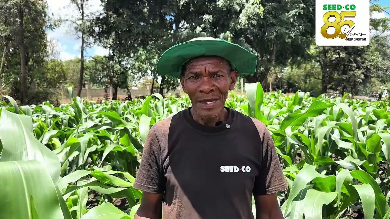 USHUHUDA TOKA SHAMBANI! MZEE ABRAHAM AFURAHISHWA NA MBEGU BORA ZA SEEDCO
