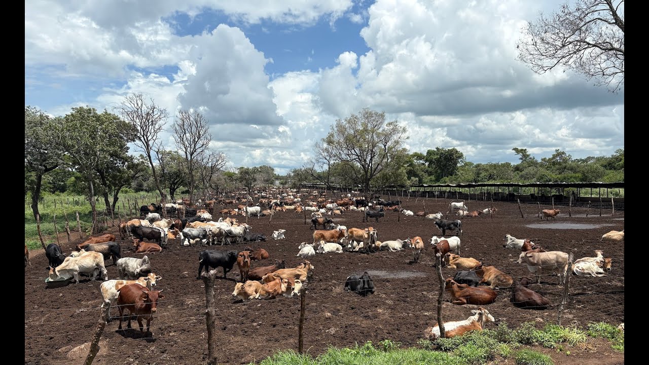 Zambia Feedlot