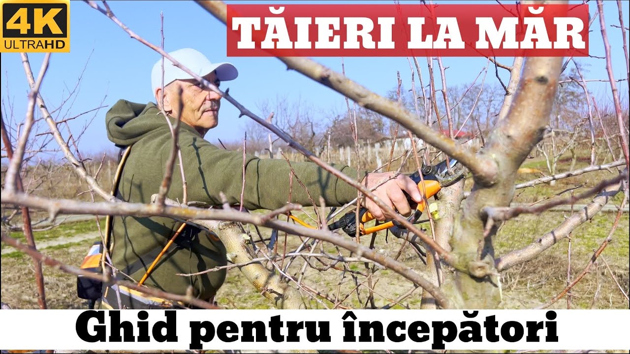 Нарезка яблок для начинающих у всех на уме!