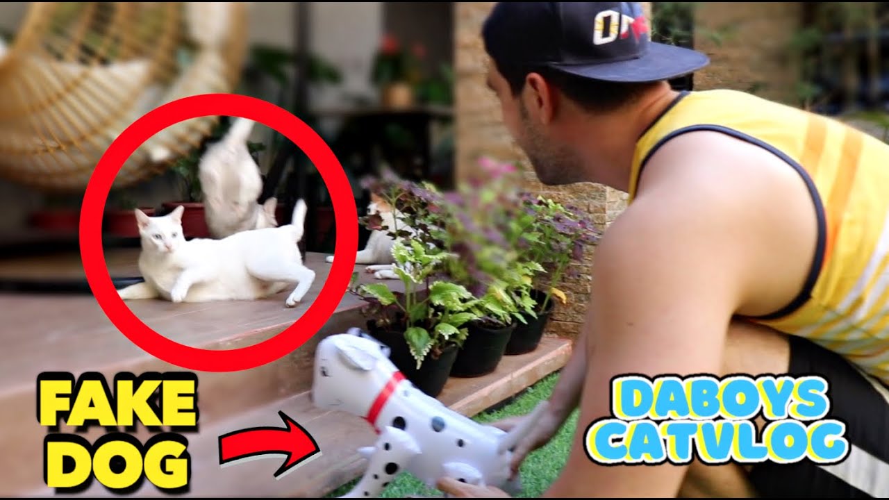 Pranking my CATS with *FAKE DOG*! (Priceless Reactions)