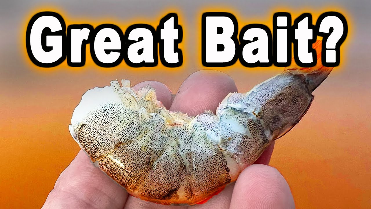 Fishing with Shrimp for Big Catfish