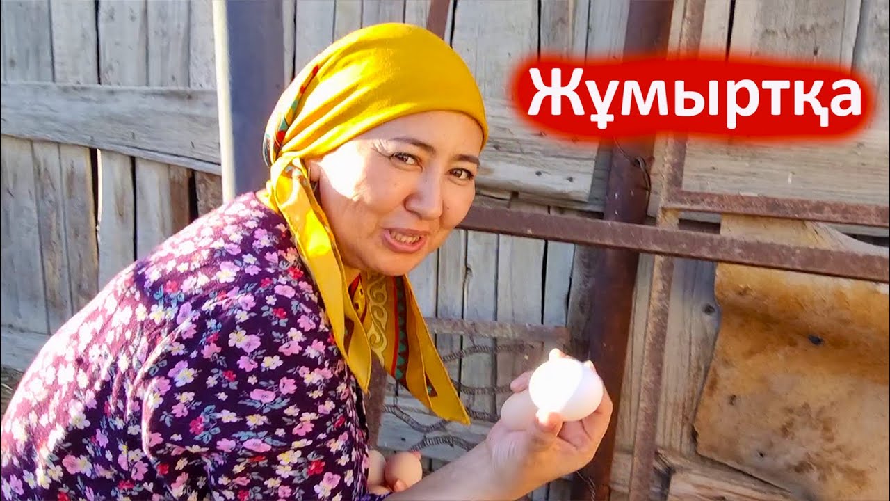 Тауық неге тумай жүр