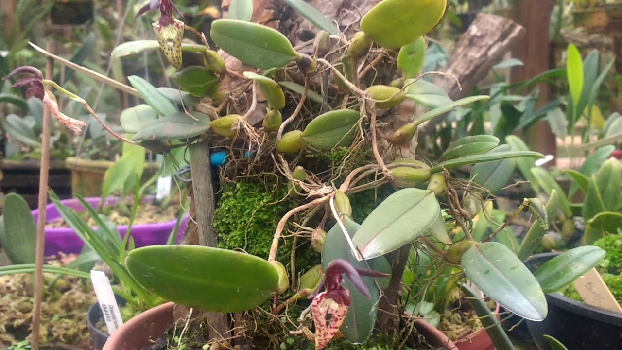 Bulbophyllum lasiochilum