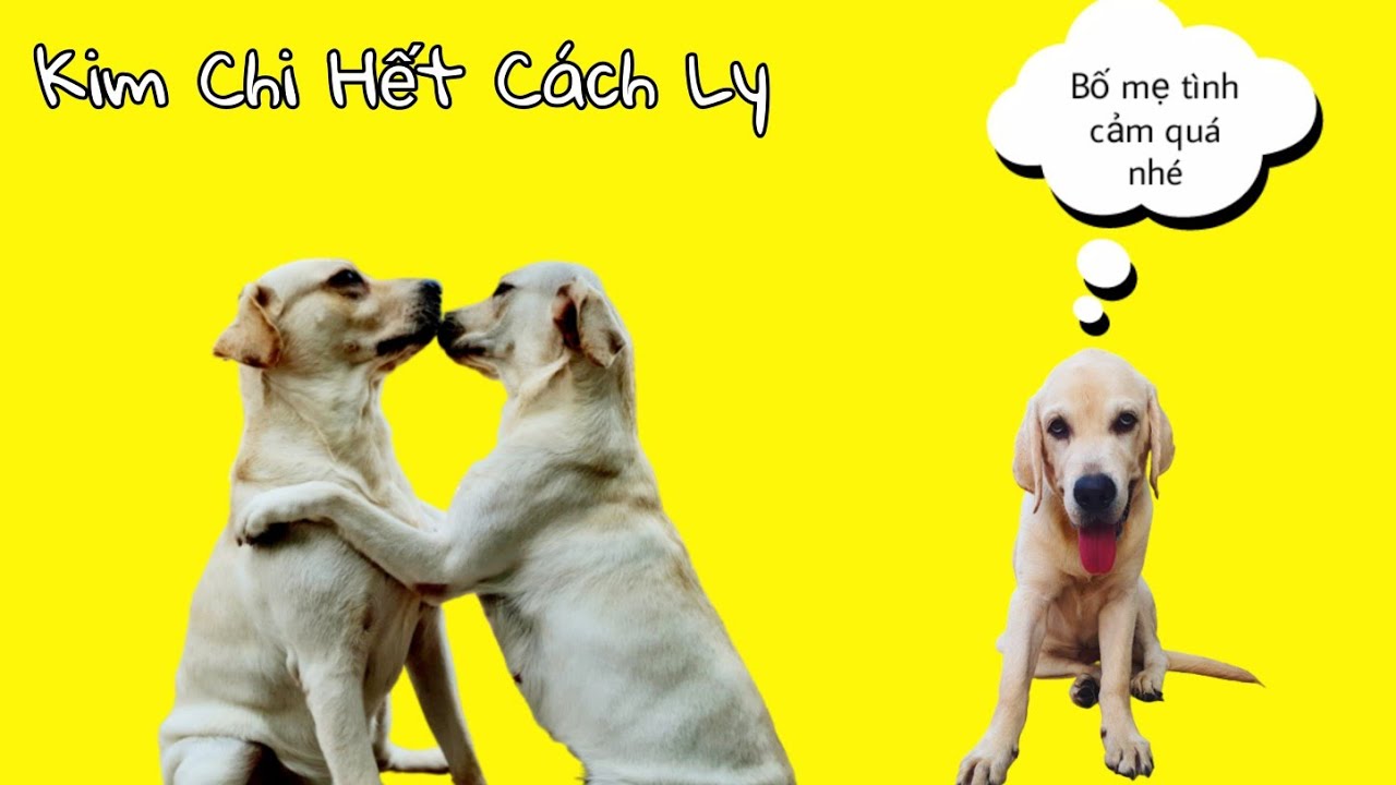 Nghẹn ngào giây phút gặp lại nhau của Củ Cải Kim Chi | My dog meets his wife after a week away