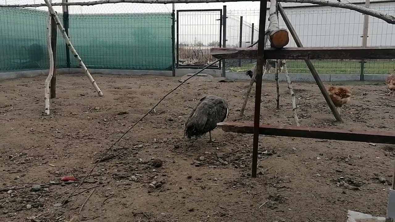 paw indyjski młode samice