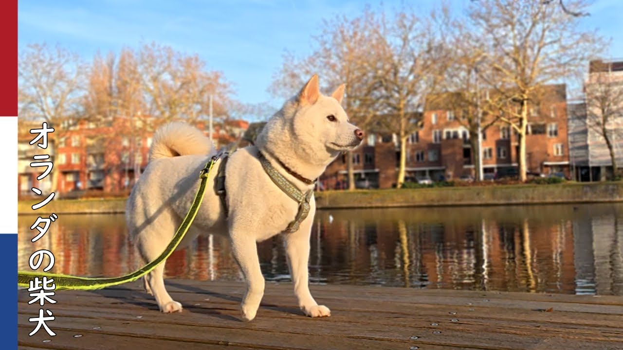 柴犬柿丸  においが気になる夕散歩｜オランダ散歩・環境音