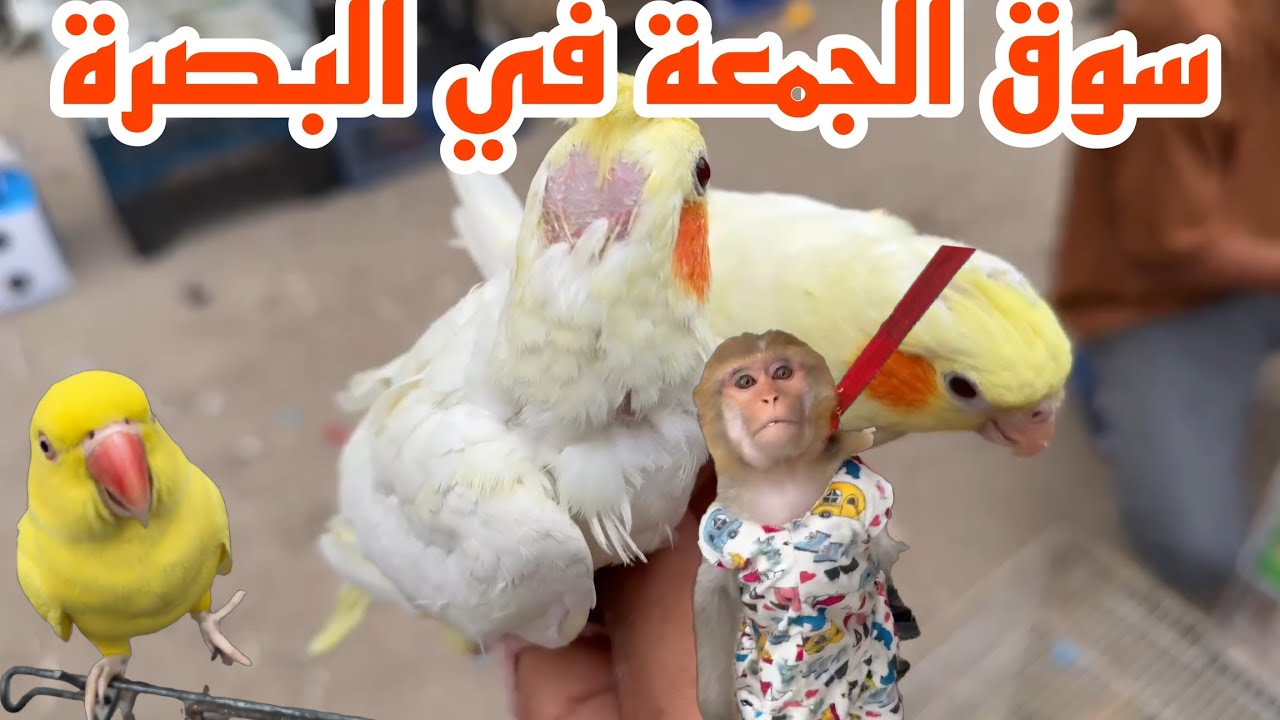 اسعار الطيور في سوق الجمعة في البصرة القديمة#أحمد_مهدي