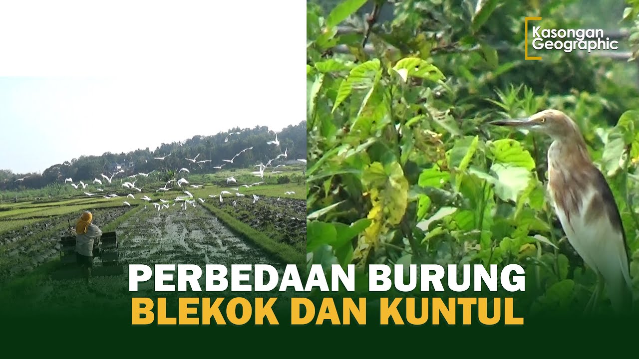 PERBEDAAN BURUNG BLEKOK DAN KUNTUL | Kasongan Geographic