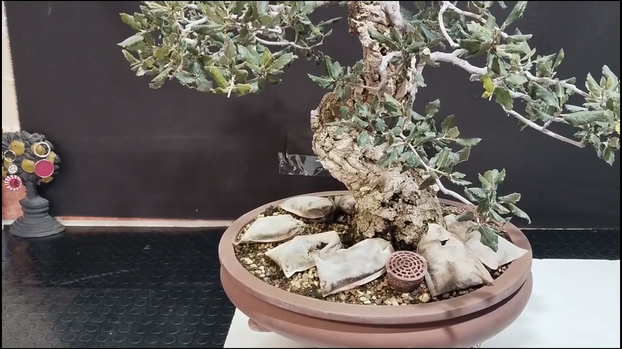 @las arrugas del tiempo en la corteza #bonsai aficionado únete al canal de bonsai🔔 #manolofelix