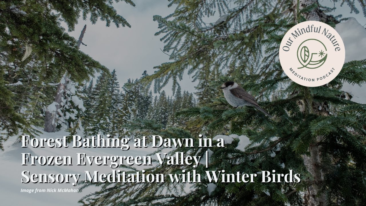 Forest Bathing at Dawn in a Frozen Evergreen Valley | Sensory Meditation with Winter Birds