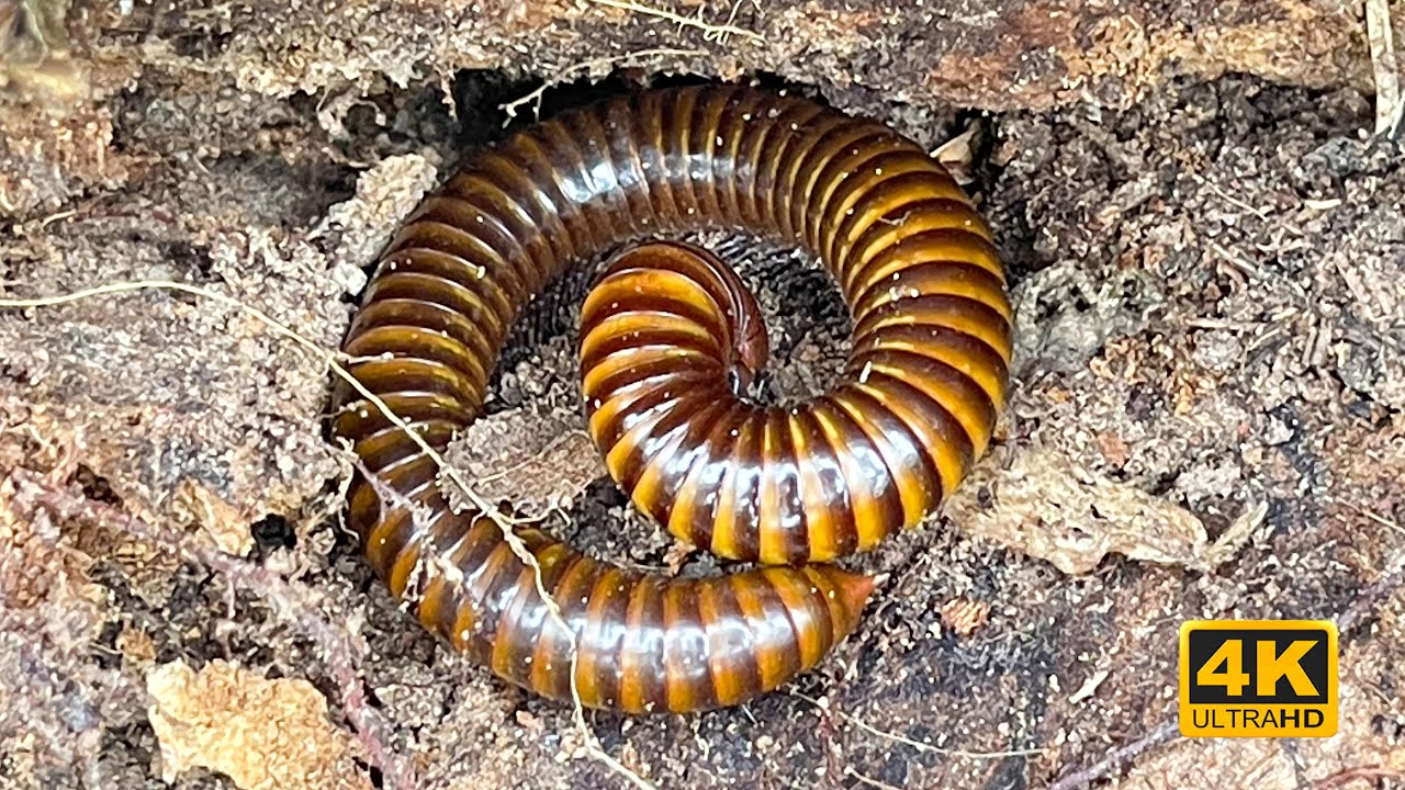 Amazing Giant Millipede in 4K | Stunning Close-Up in Nature
