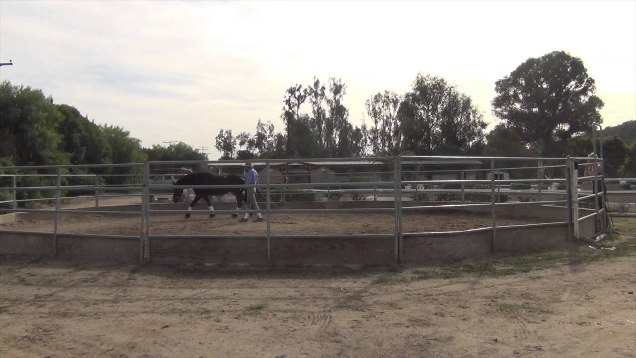 How To Train a Friesian: Orion 1