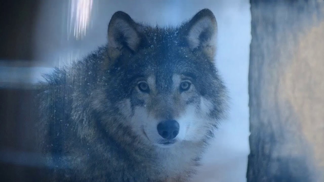 Krafttier Channeling Wolf