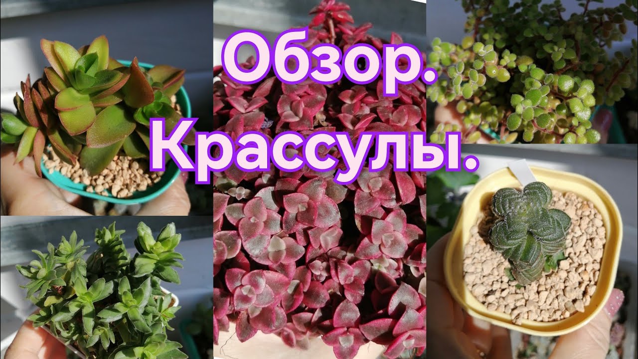 🌿💮Моя коллекция крассул💮🌿. Обзор🤗🌹