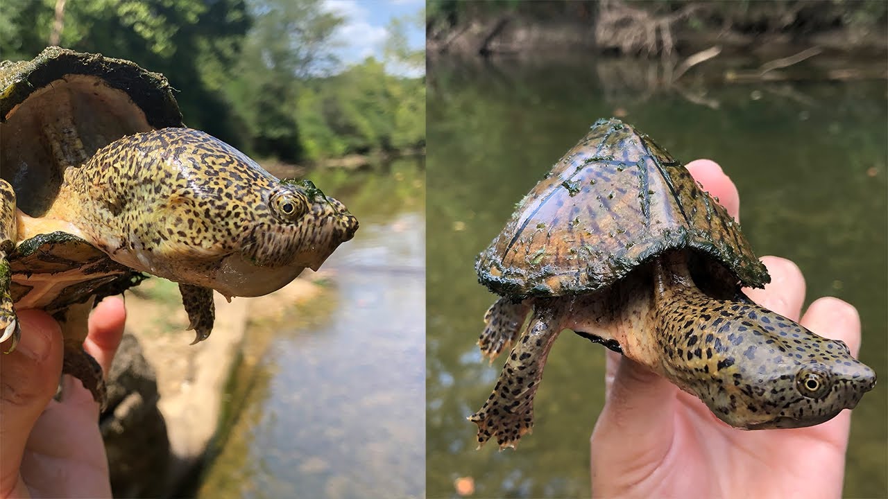 Herping creeks to find Razor-Backed Musk Turtles