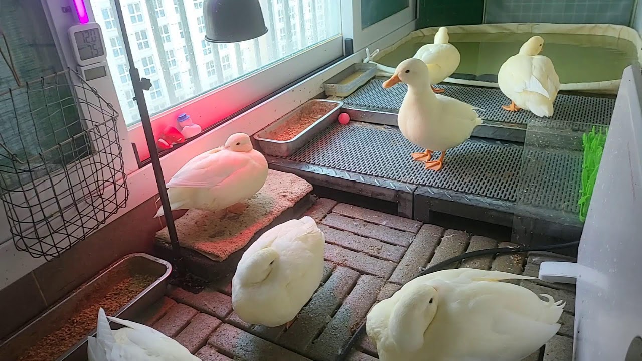 🔇  오리 라이브 | duck livestreaming