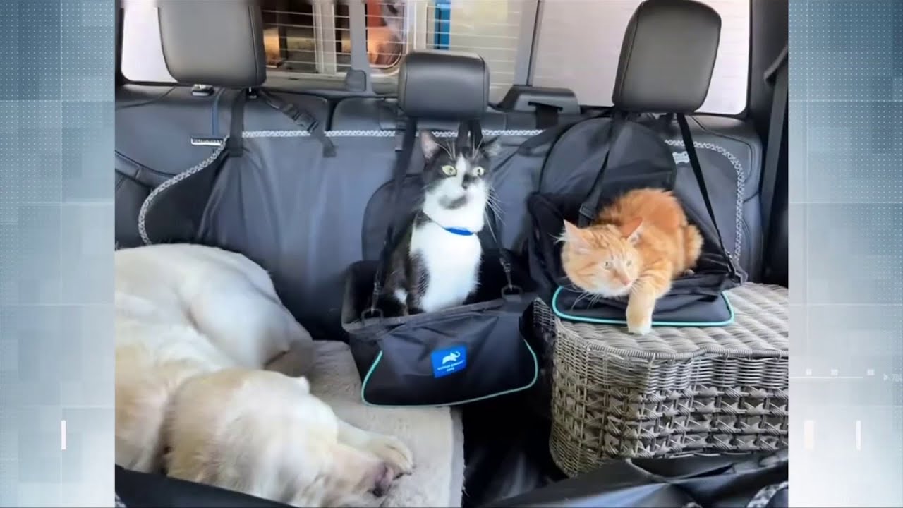 Feline on ferry: Cat goes missing during BC Ferries sailing