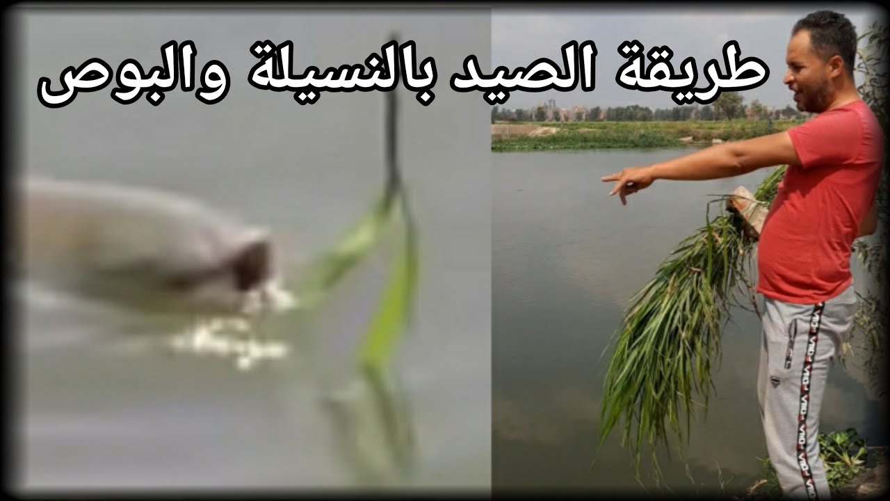 شرح كامل للصيد بالبوص او النسيلة..لسمكة مبروكة الحشائش ..الجزء الأول 1