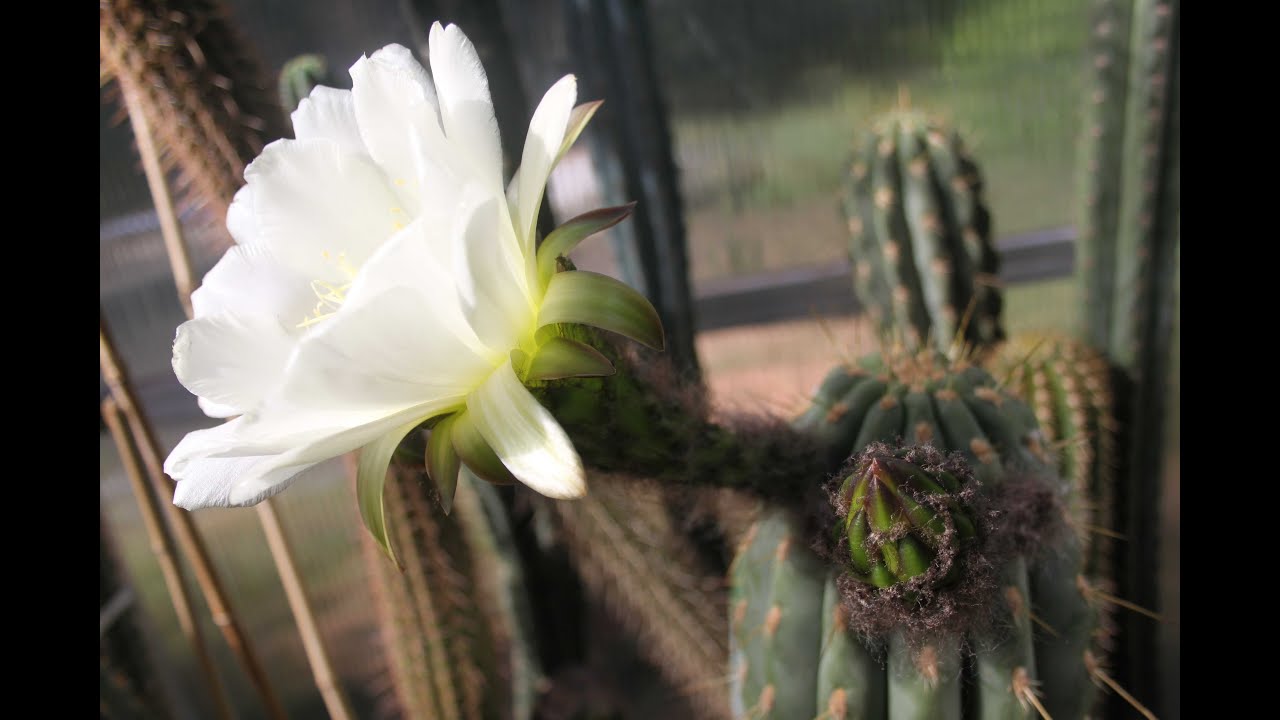 Trichocereus validus Video (Echinopsis valida)