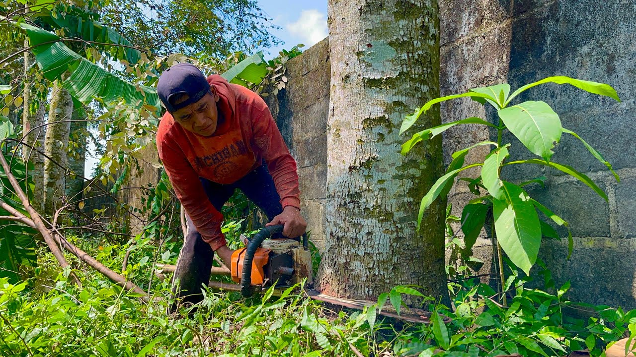 Ekstrim!! Penebangan Pohon Wadang Mepet Tembok