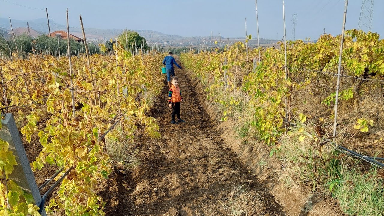 TOPRAK BESİNE DOYACAK!!! ( BAKLA,FİĞ,ARPA EKİMİ YEŞİL GÜBRELEME)