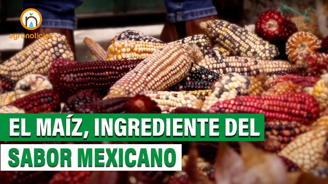 Maíz, clave de los mejores platillos mexicanos