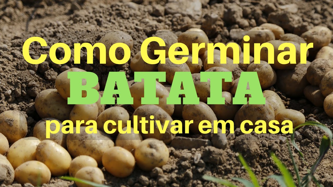 Como germinar batata para cultivar em casa