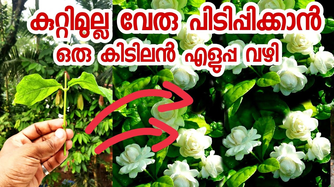 കുറ്റിമുല്ല എങ്ങനെ എളുപ്പത്തിൽ വേര് പിടിപ്പിക്കാം|kuttimulla malayalam|kutti mulla engane veru pidip