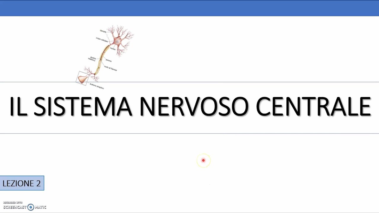 #2_ Le funzioni della corteccia cerebrale