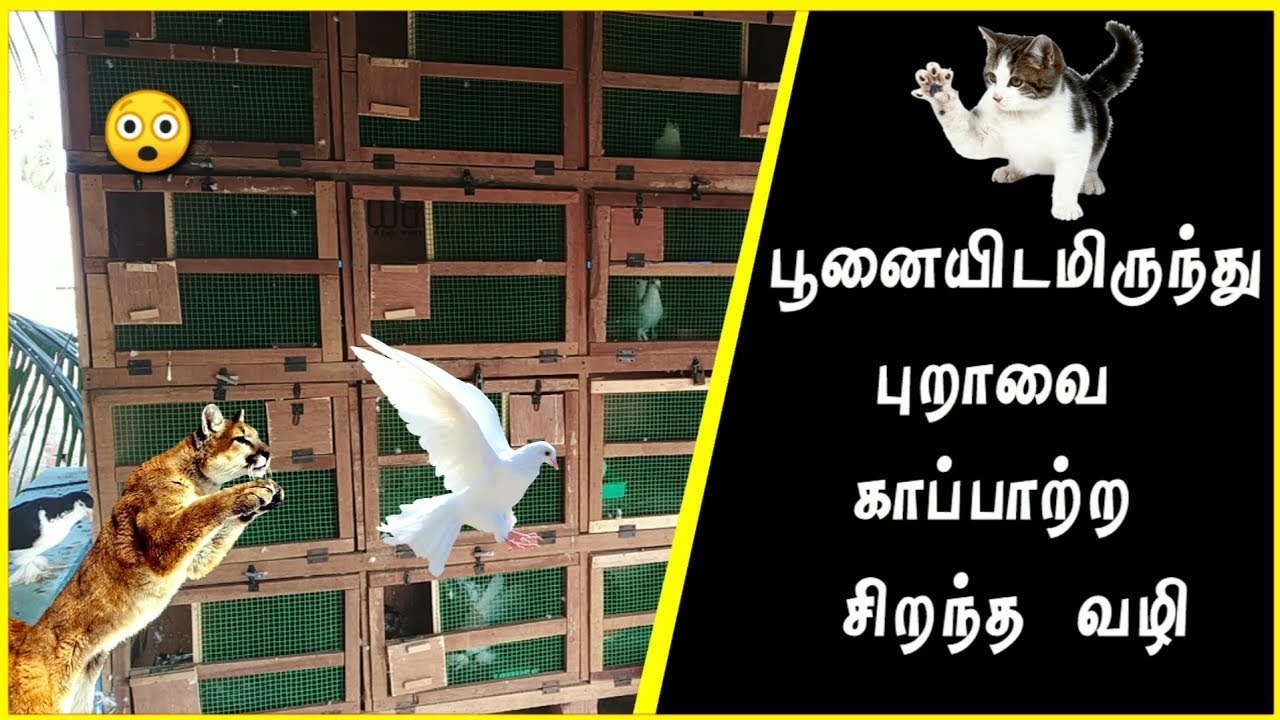 🐈🐈பூனையிடம் இருந்து