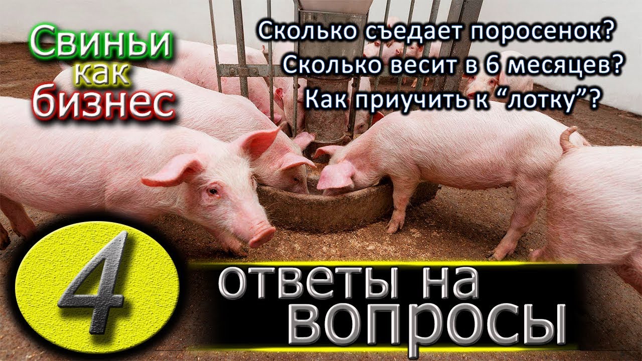 СКОЛЬКО ЕСТ ПОРОСЕНОК